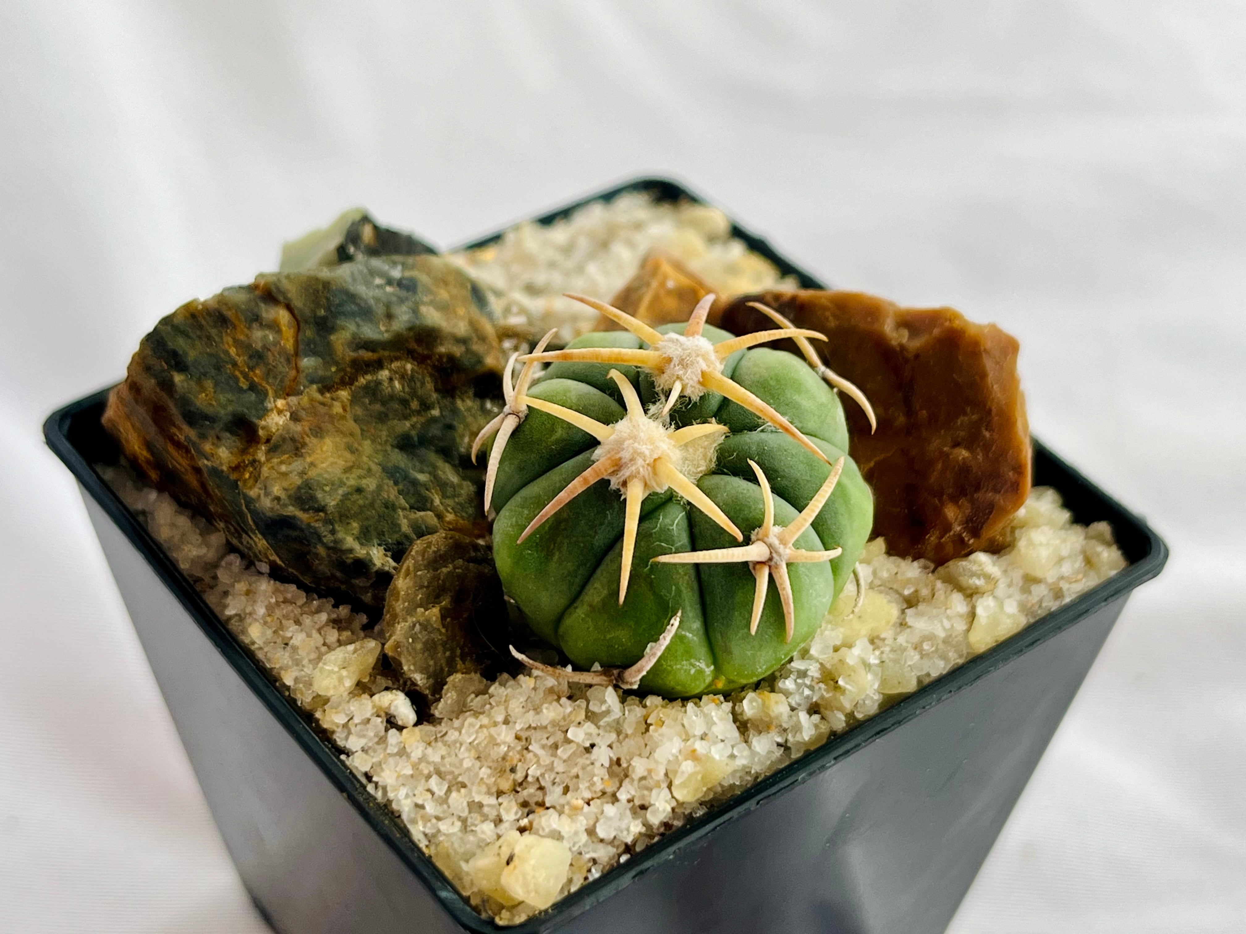 白刺翠平丸 | サボテン Echinocactus サボテン・多肉植物