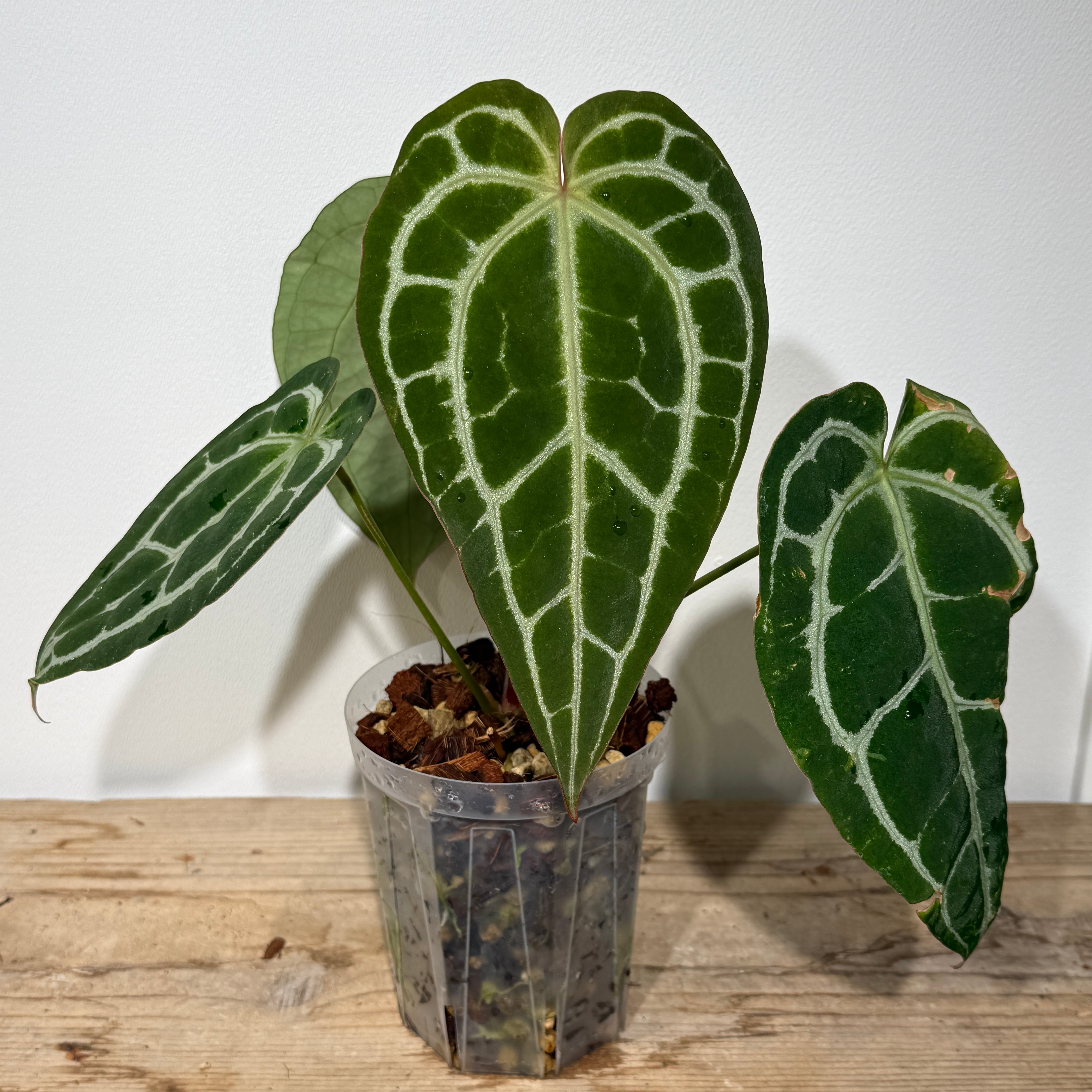 その他観葉植物 moomooo 1.jpg?1508517904