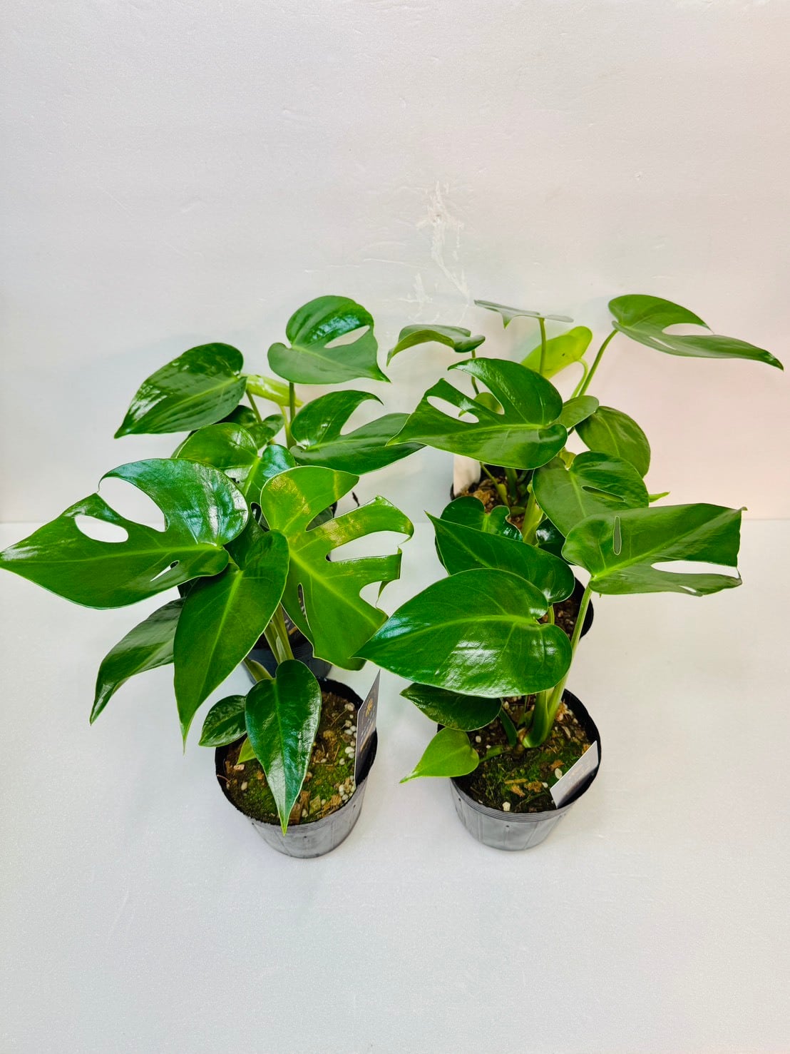 フィロデンドロン ビレッティア 斑入り 大株【激レア】Philodendron