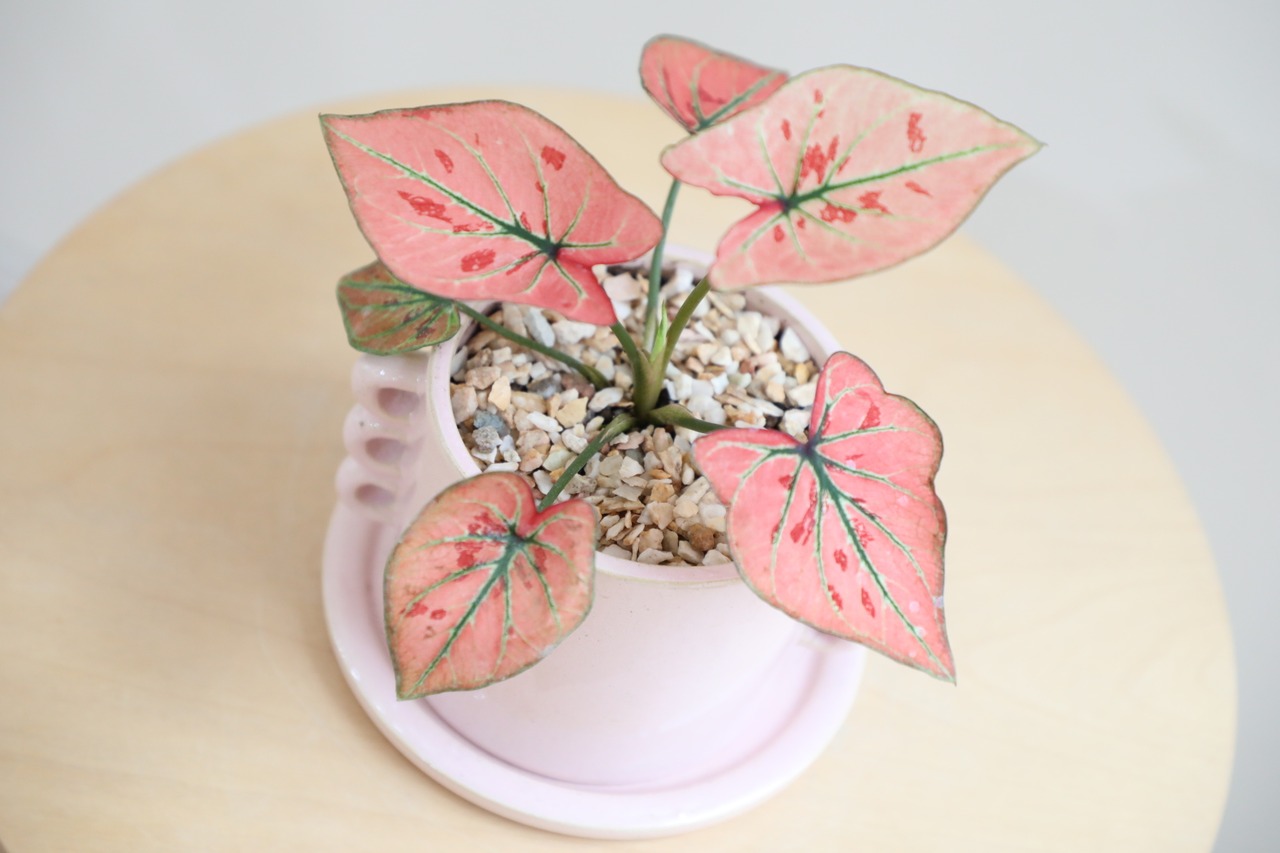 【S】カラジウム ストロベリーハーツ/Caladium