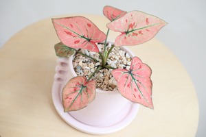 【S】カラジウム ストロベリーハーツ/Caladium