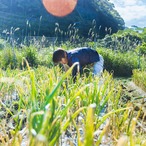 にんにく500g(農薬・化学肥料・除草剤不使用)