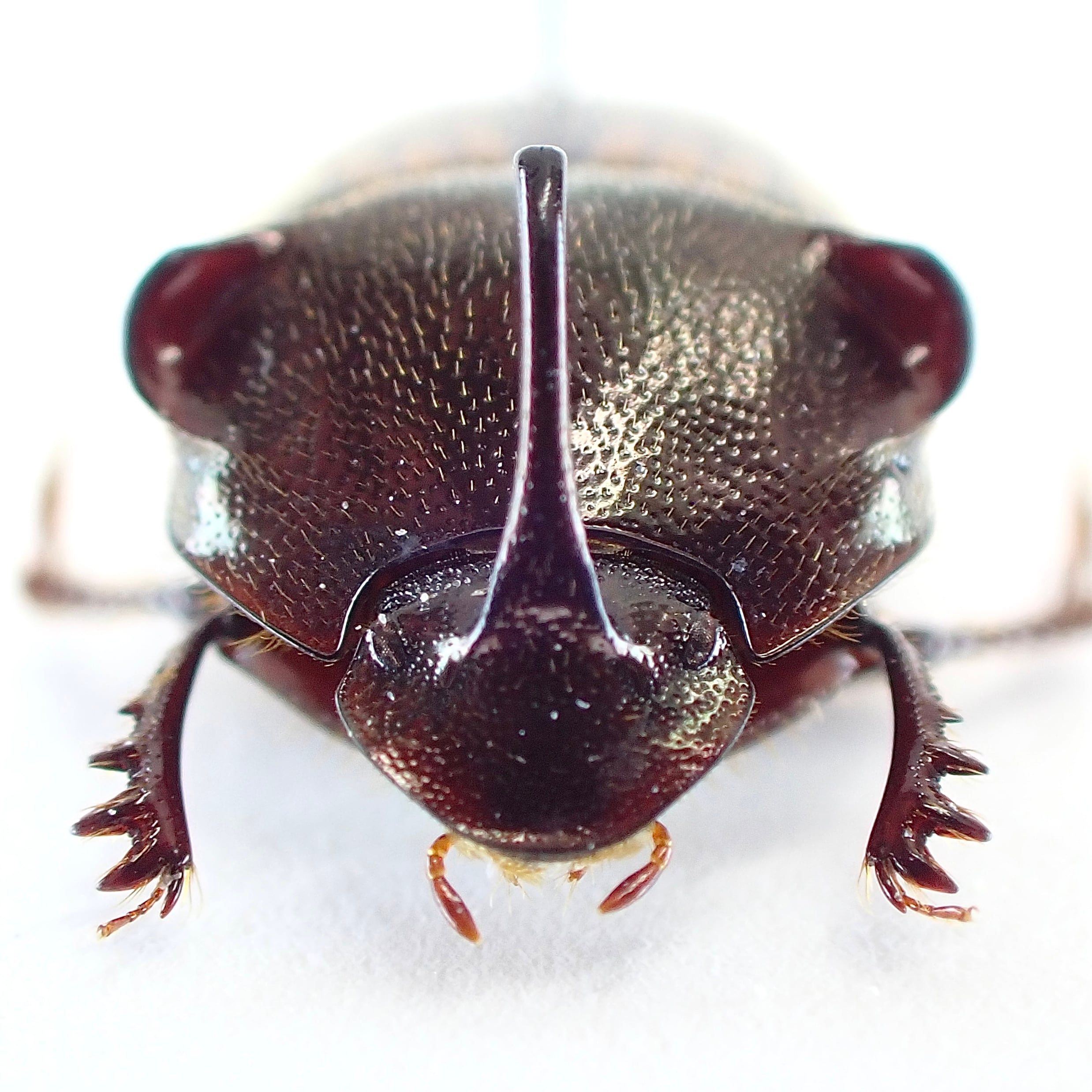 ベトナム産 Paraphanaeomorphus phanaeiformis ♂ 8mm | 昆虫標本