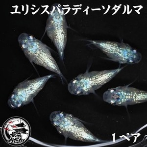 〖1ペア〗ユリシスパラディーソダルマ　メダカ 成魚 ｜改良メダカ 人気品種 メダカ販売