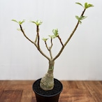 Adenium obesum variegata【アデニウム・オベスム・斑入り】