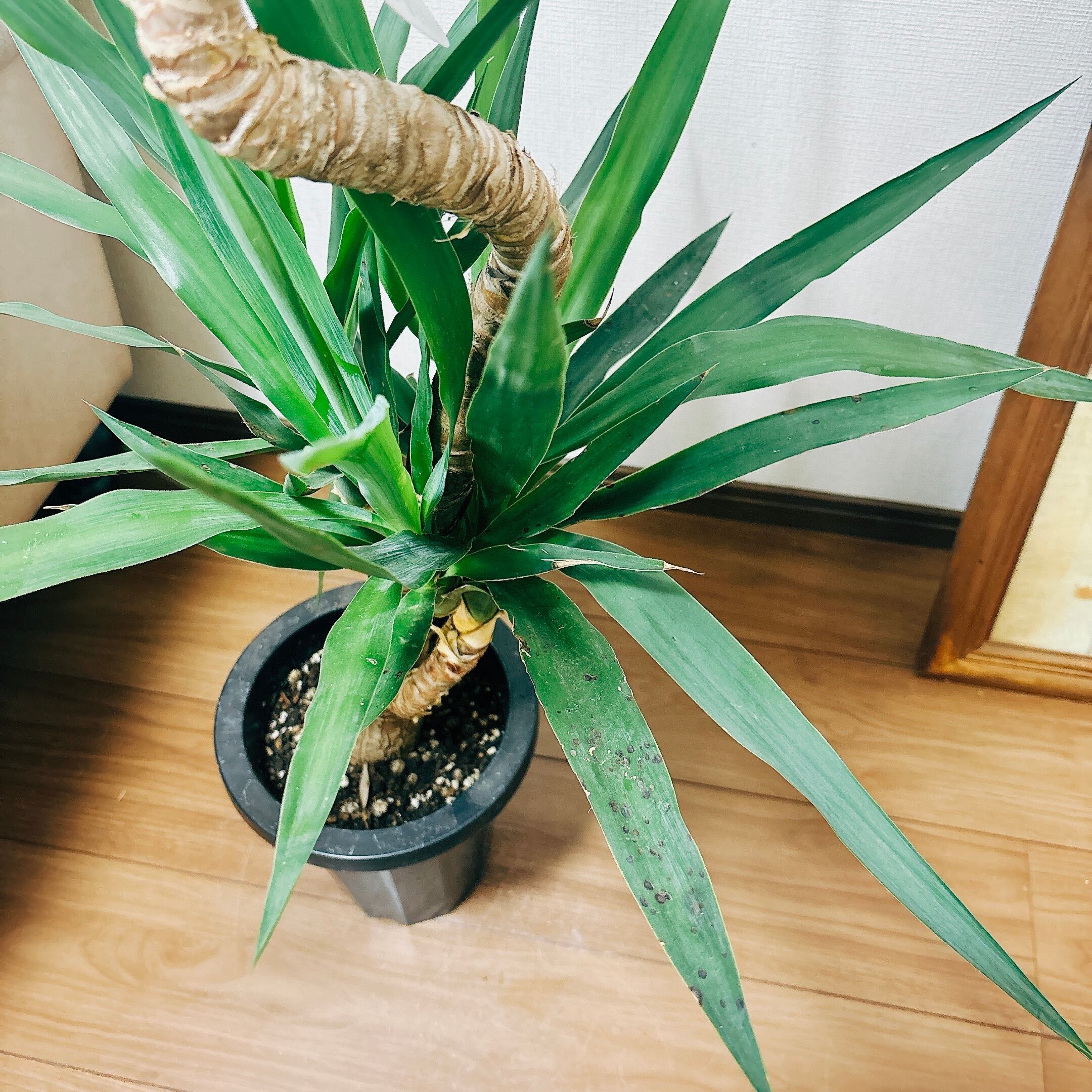 フランス総合医療 温蒸浴うるおいⅡ 遠赤外線 ヒートマット 【公式通販】