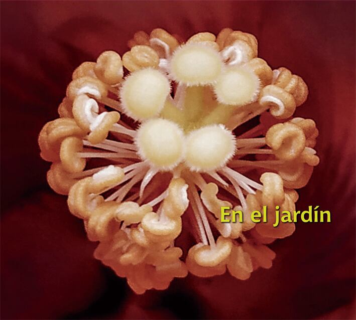 CD】The Vernon Spring - A Plane Over Woods（p*dis） | PASTEL