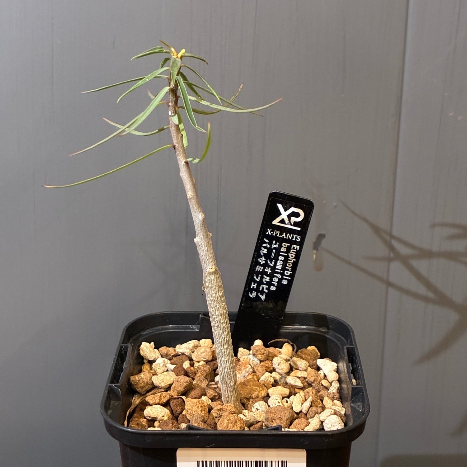 多肉植物 | PROTOLEAF プロトリーフ