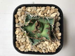 アガベ チタノタ '蝦蟇'(ガマ）