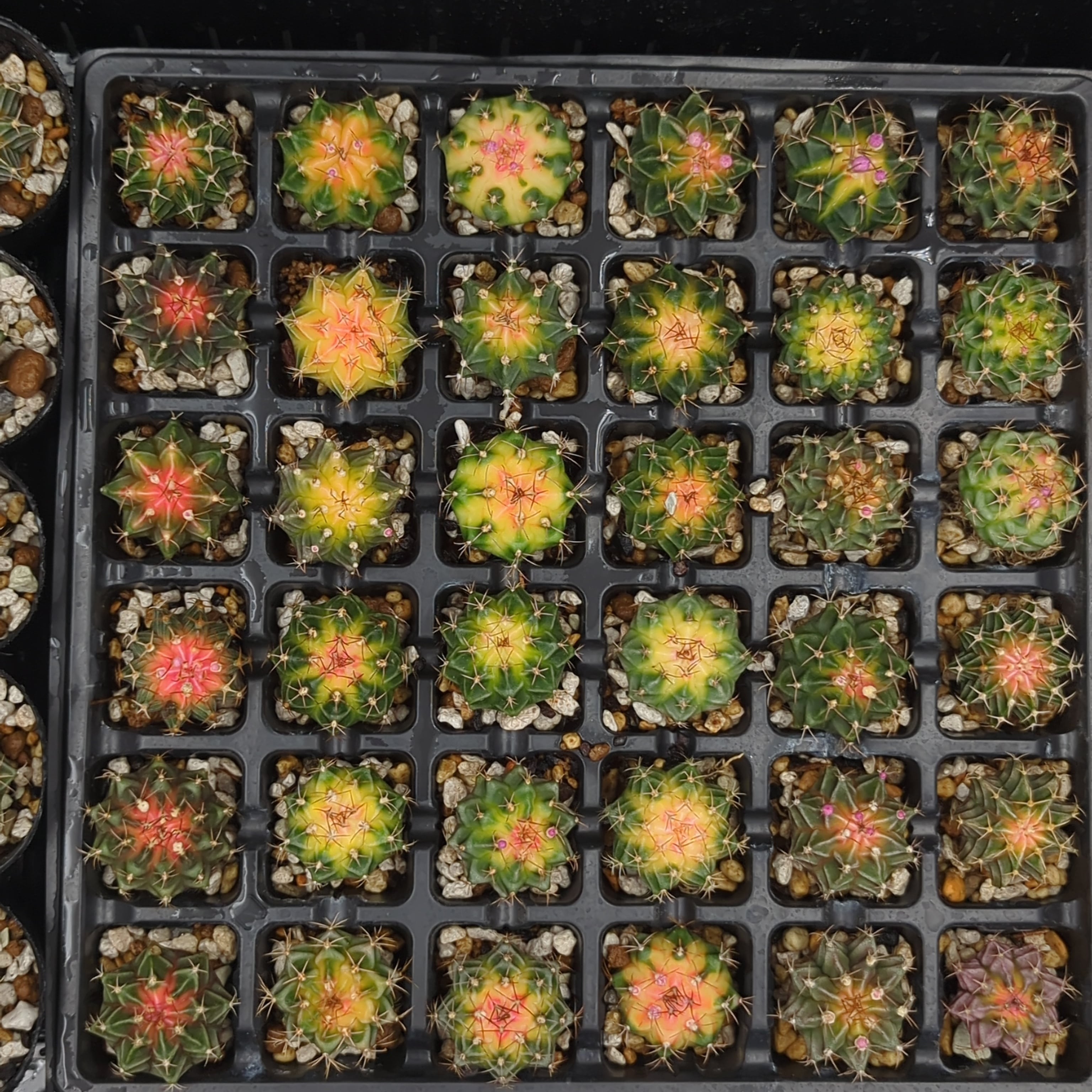 サボテン ギムノカリキウム 緋牡丹錦 | BRIDGE GARDEN