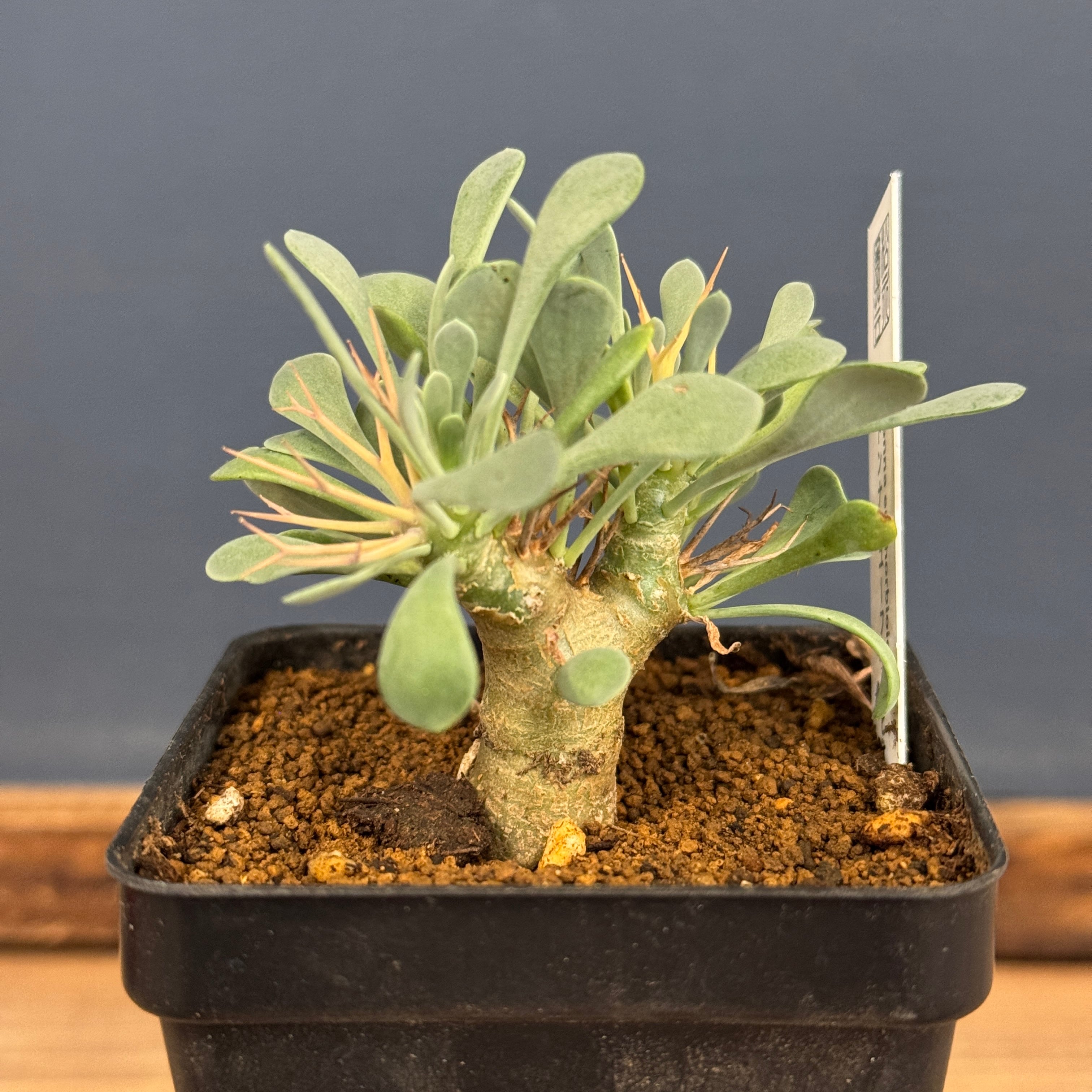 オトンナ ユーフォルビオイデス【630】 | PROTOLEAF プロトリーフ