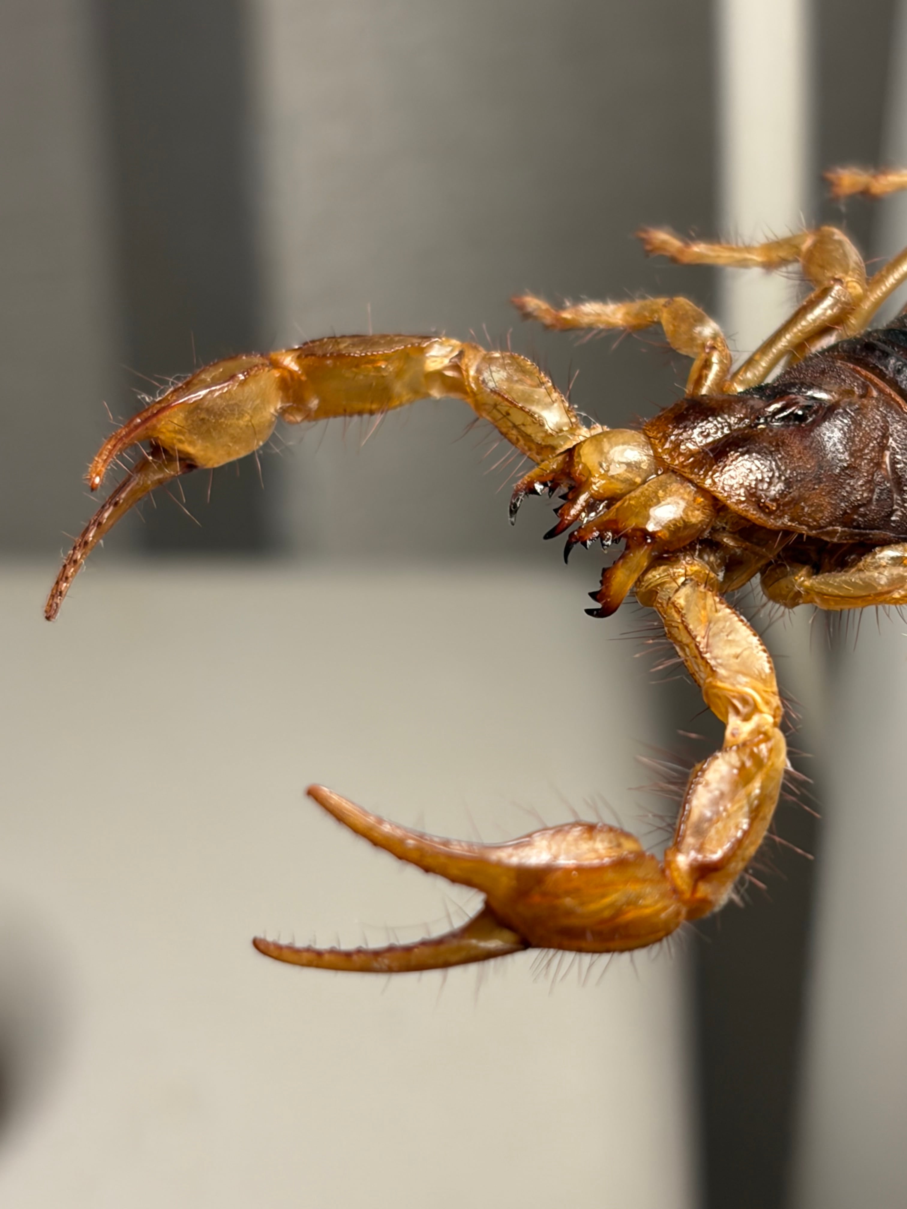 【合法激レア蠍】Hoffmannihadrurus gertschiサソリ標本 合法激レア蠍】Hoffmannihadrurus gertschiサソリ サブアダルト