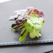 カット苗 ビッグバン 標準サイズ Aeonium 'Big Bang'