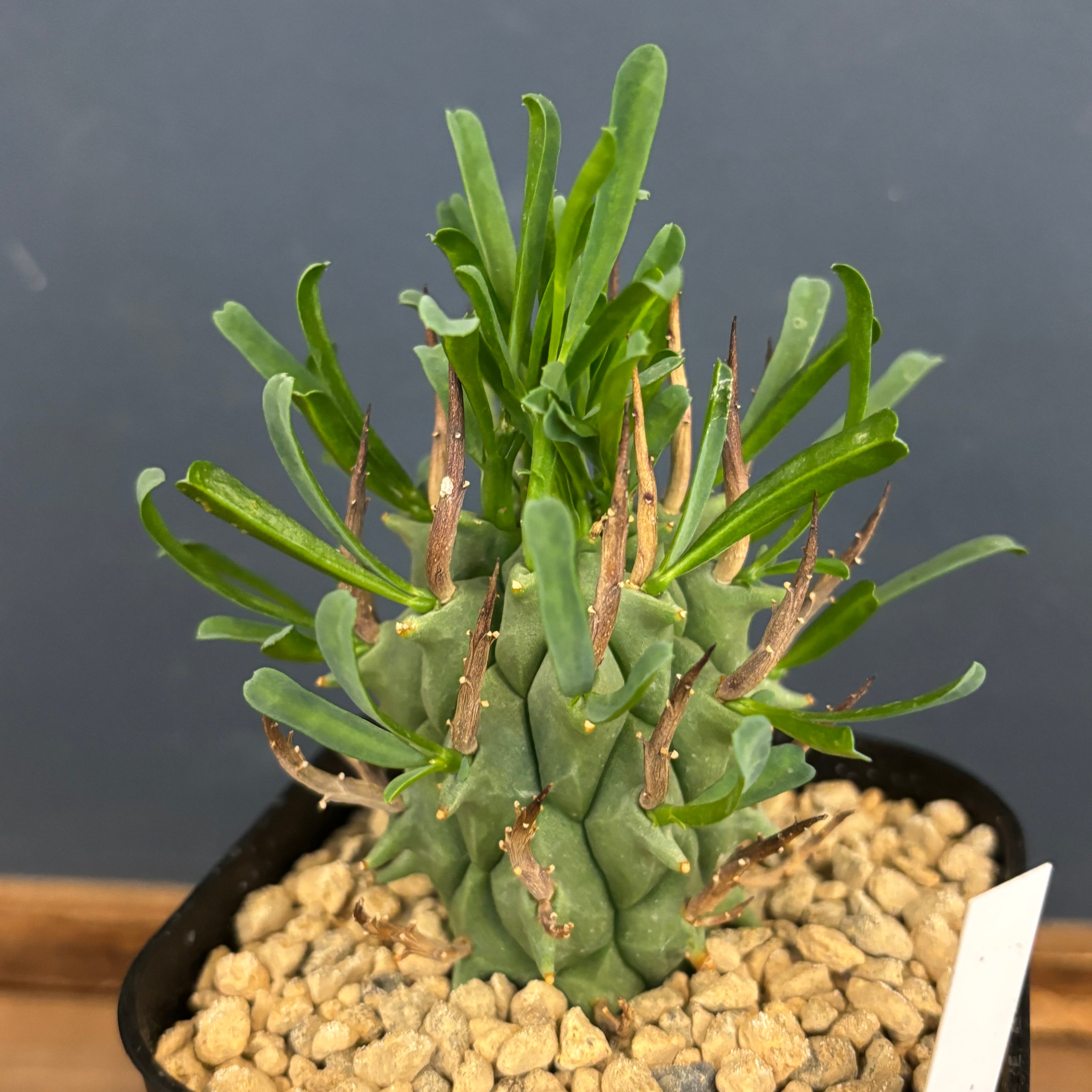 闘牛角　スコエンランディ　現地球 ユーフォルビア スコエンランディ（闘牛角）001 – linkplants