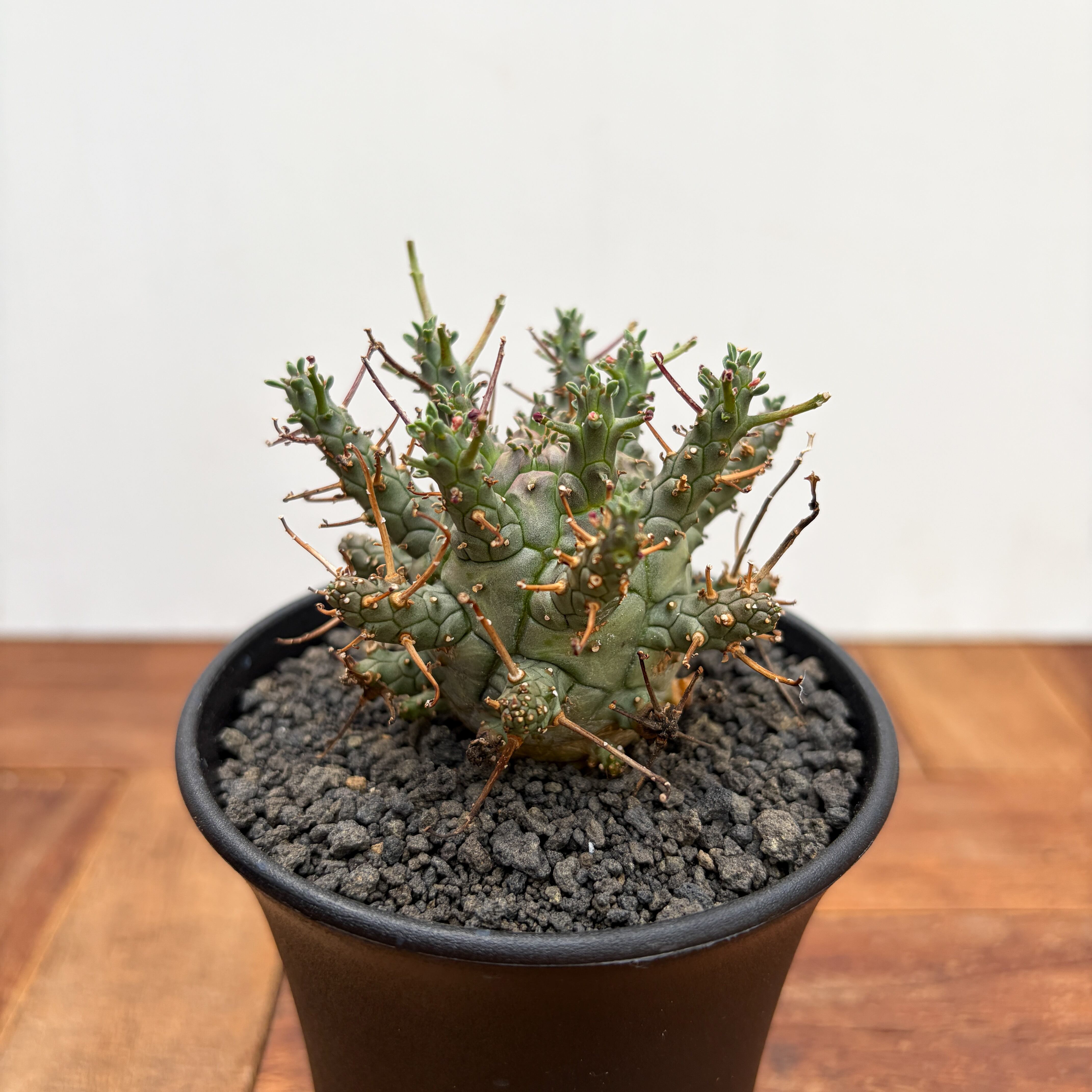 Euphorbia | RIMO'S GREEN 【Saboten & Succulent】