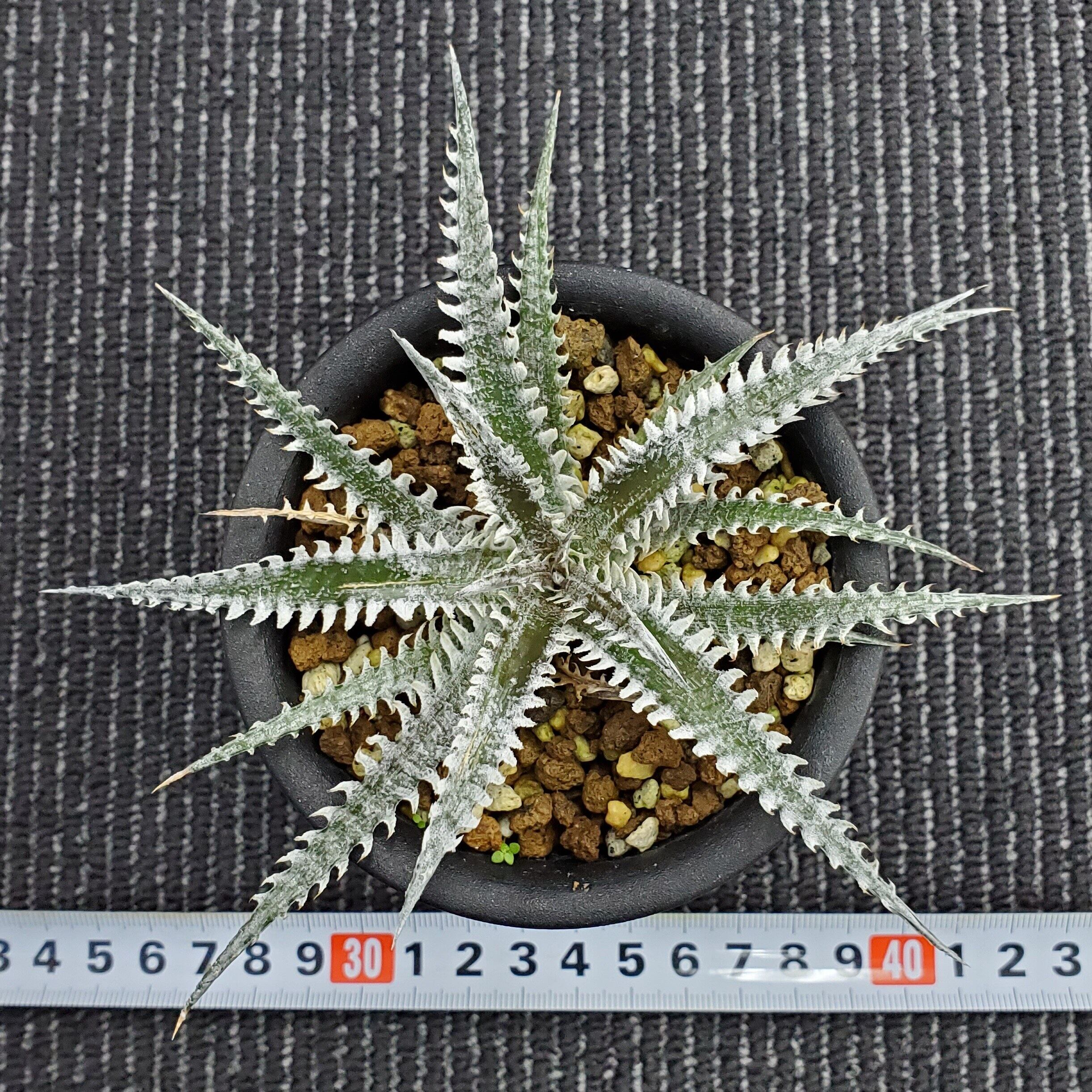 a0310_Dyckia 'Stealth Assassin'：ディッキア・ステルスアサシン