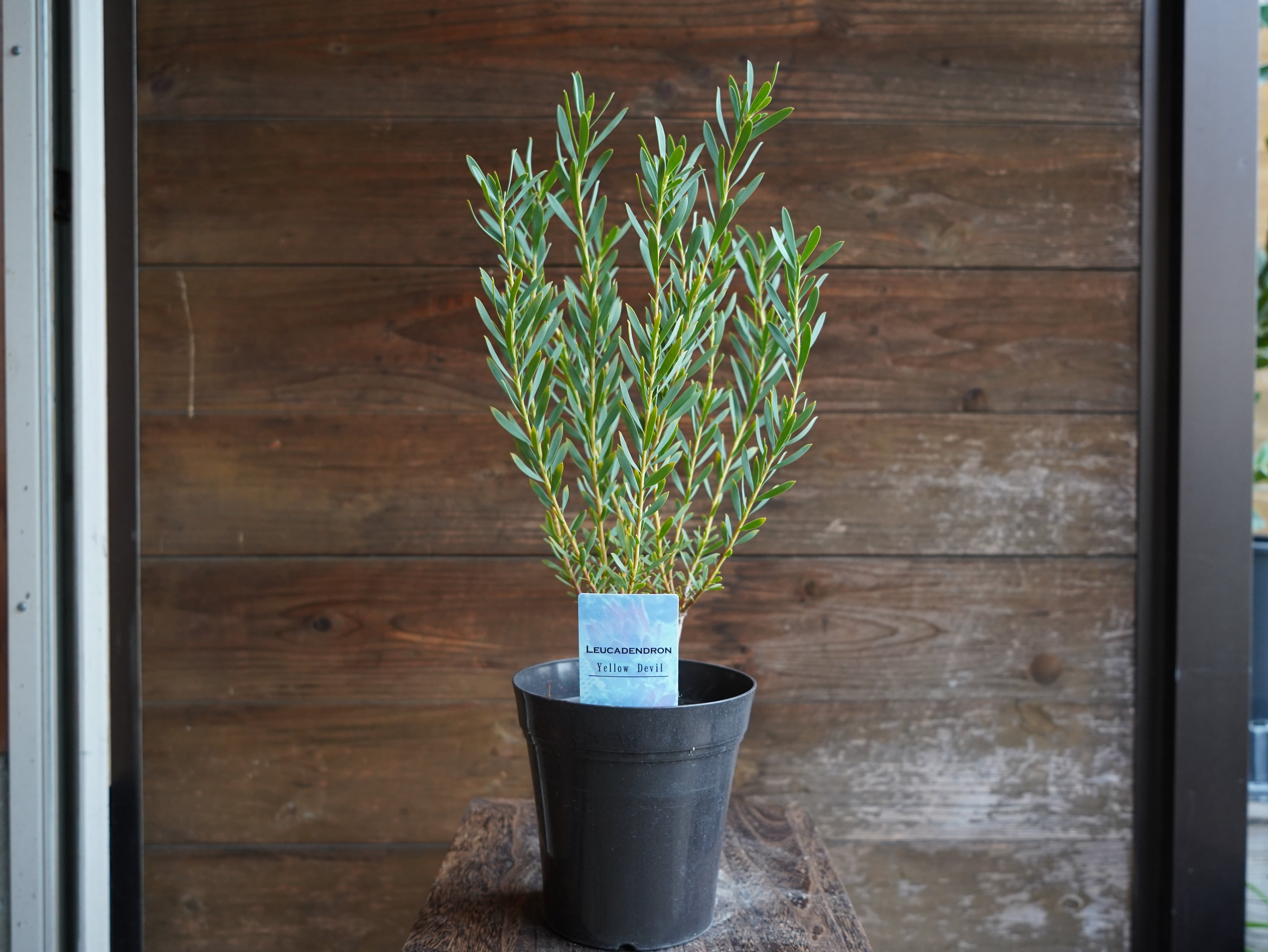 【現物】リューカデンドロン　”Yellow Devil”