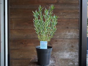 【現物】リューカデンドロン ”Yellow Devil”