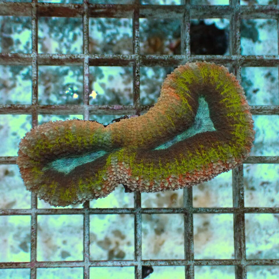 ハナガタサンゴ | HOUSE REEF(ハウスリーフ)サンゴ・海水魚・海藻