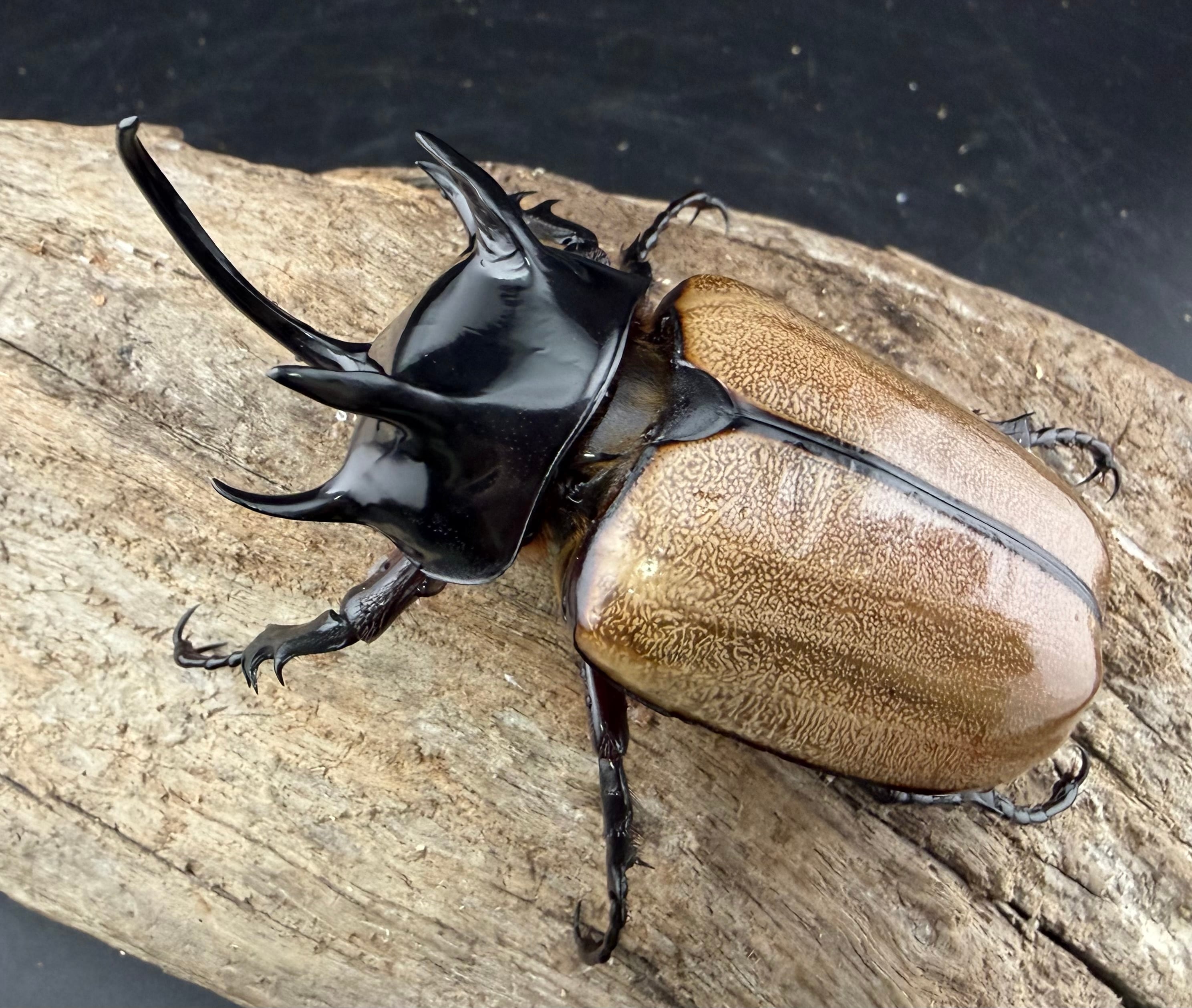 WF1】《ゴホンツノカブト原名亜種 タイ産 79mm ペア》 | KPW公式