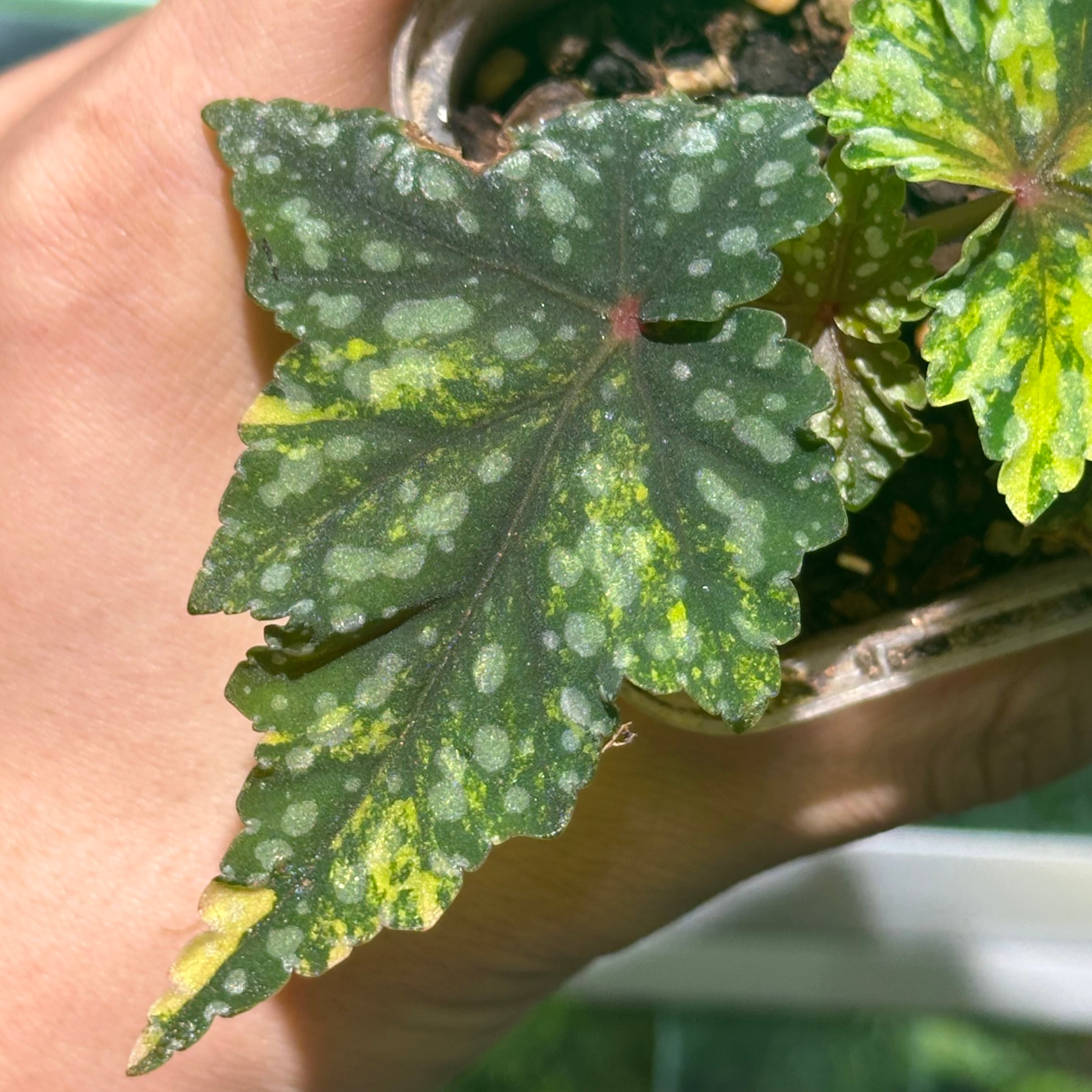 ベゴニア 出雲の煌星 斑入り -Begonia Izumo no Kiraboshi variegated