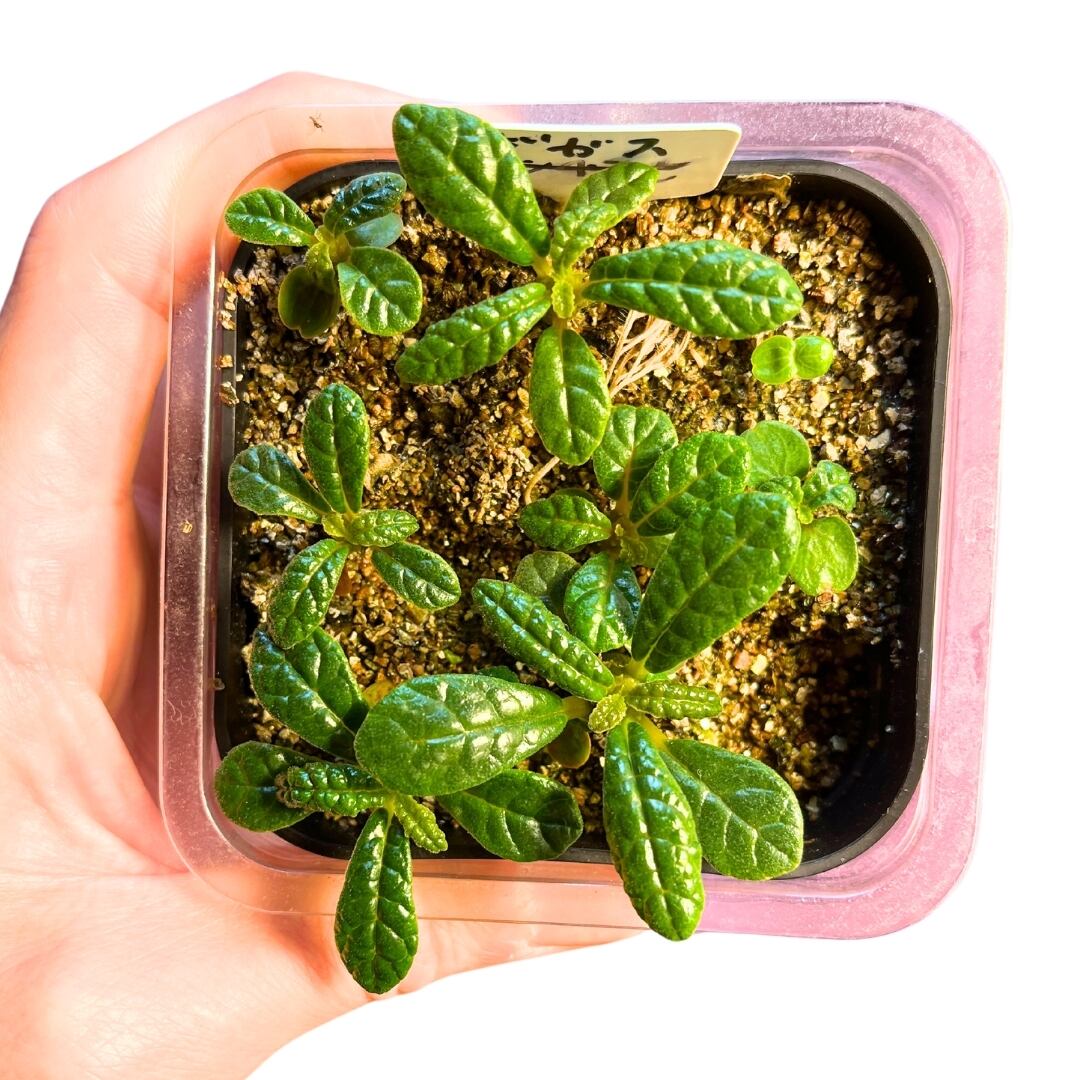 ドルステニアギガスブラータ種子5粒 ドルステニアギガス ブラータ種子5粒 ドルステニアギガス ブラータ種子5粒