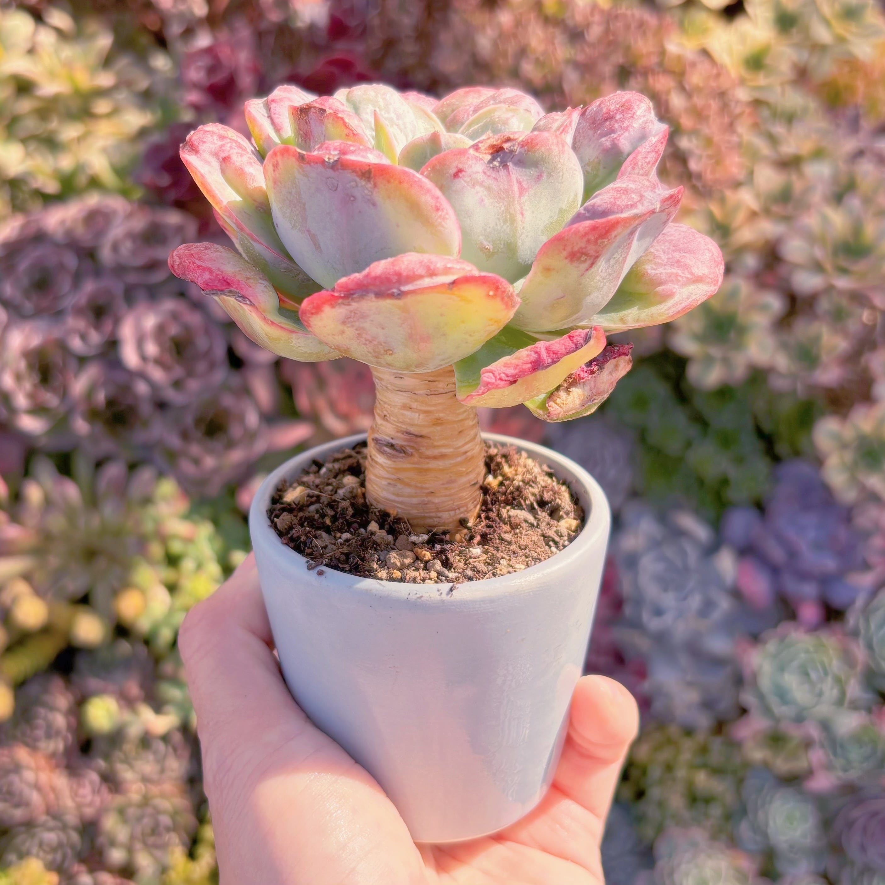 多肉植物 レインドロップス 新入荷 るる農園 | るる農園~多肉植物専門