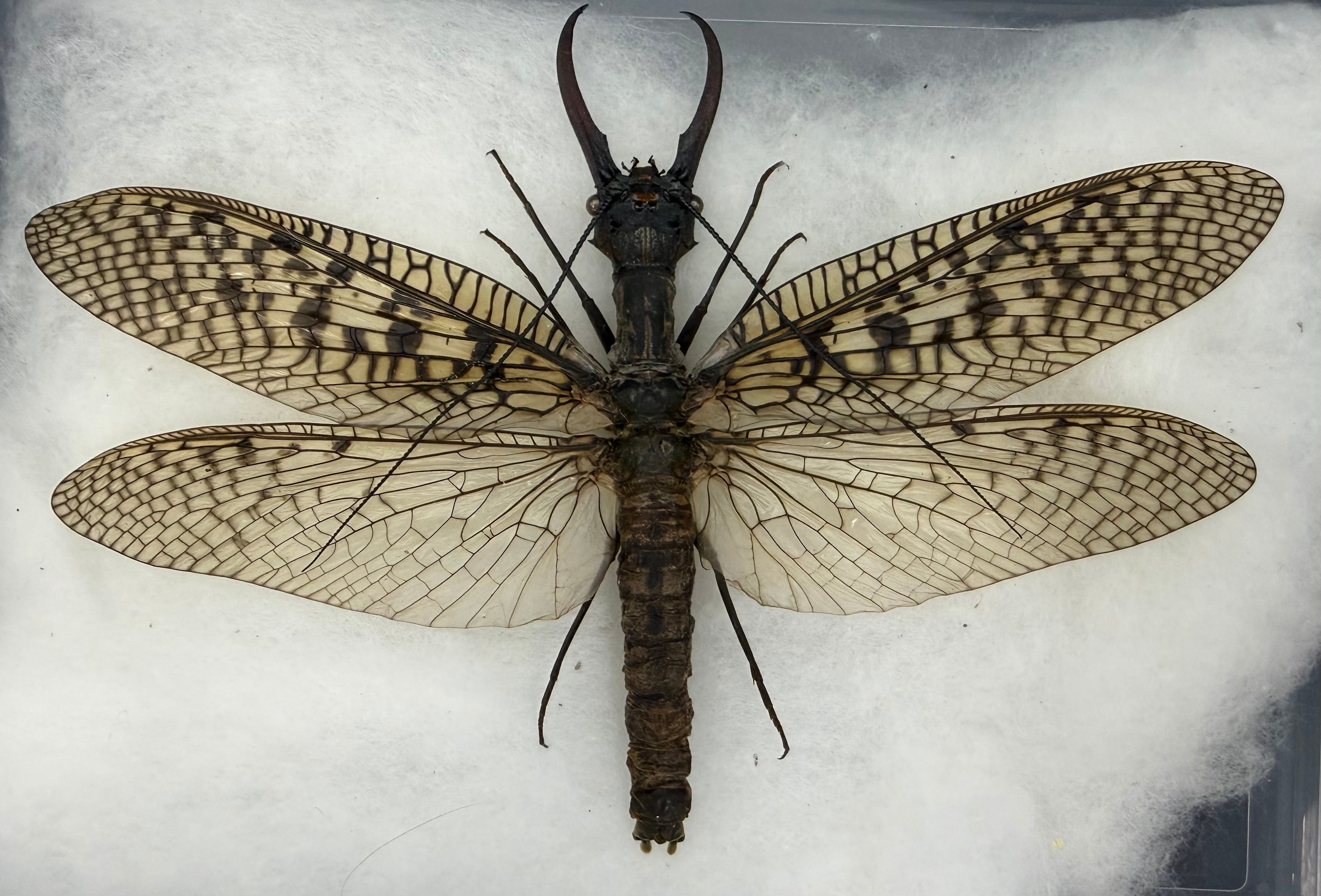 オオキバヘビトンボ　専用 標本】天翅済み《オオキバヘビトンボ 中国産 開翅15cm前後》② | KPW