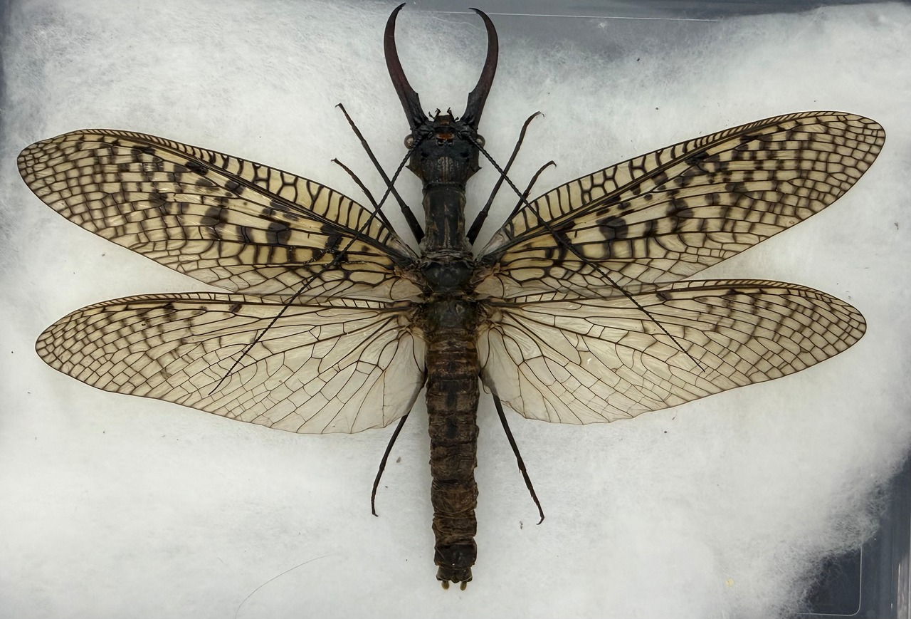 【標本】天翅済み《オオキバヘビトンボ 中国産 開翅15cm前後》②