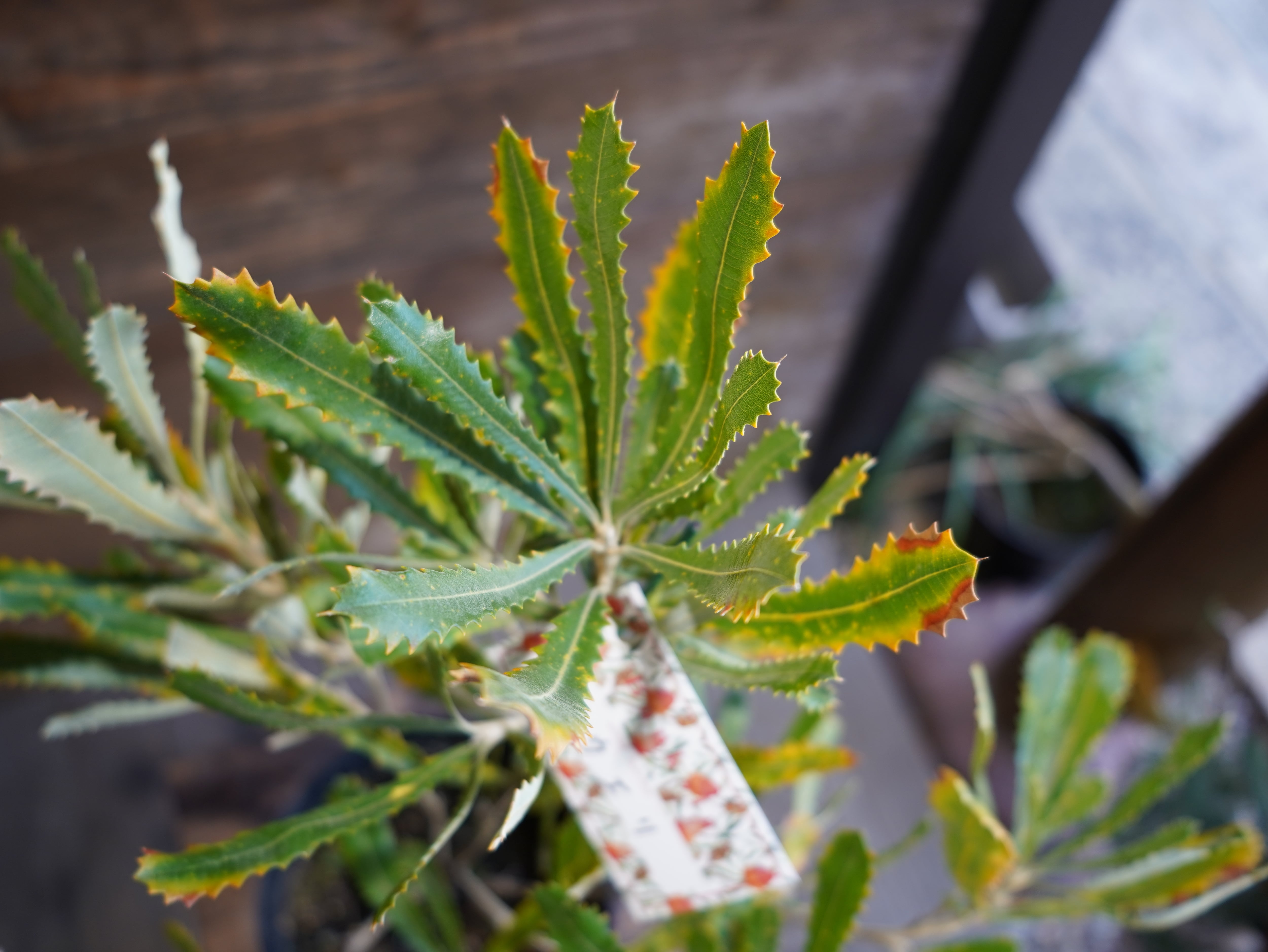 【現物】バンクシア　”バウエリ”　C