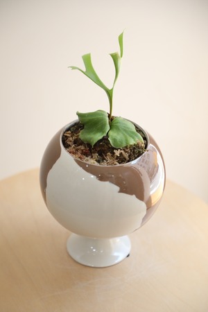【S】ビカクシダ リドレイ/Staghorn fern