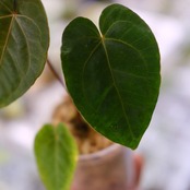 【希少】Anthurium Ace of Spades / アンスリウム エース オブ スペード⑥│観葉植物