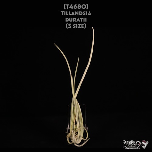 【送料無料】duratii S〔エアプランツ〕現品発送T4680