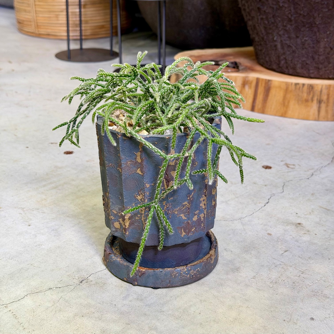 リプサリス・シュガーフロスト