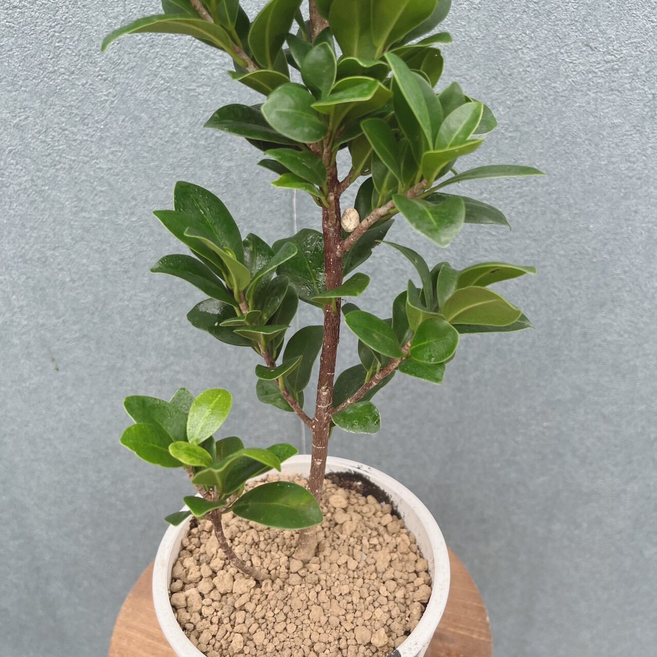 現品］【希少】☆レア☆ R オキナワコバガジュマル 4号 観葉植物 室内