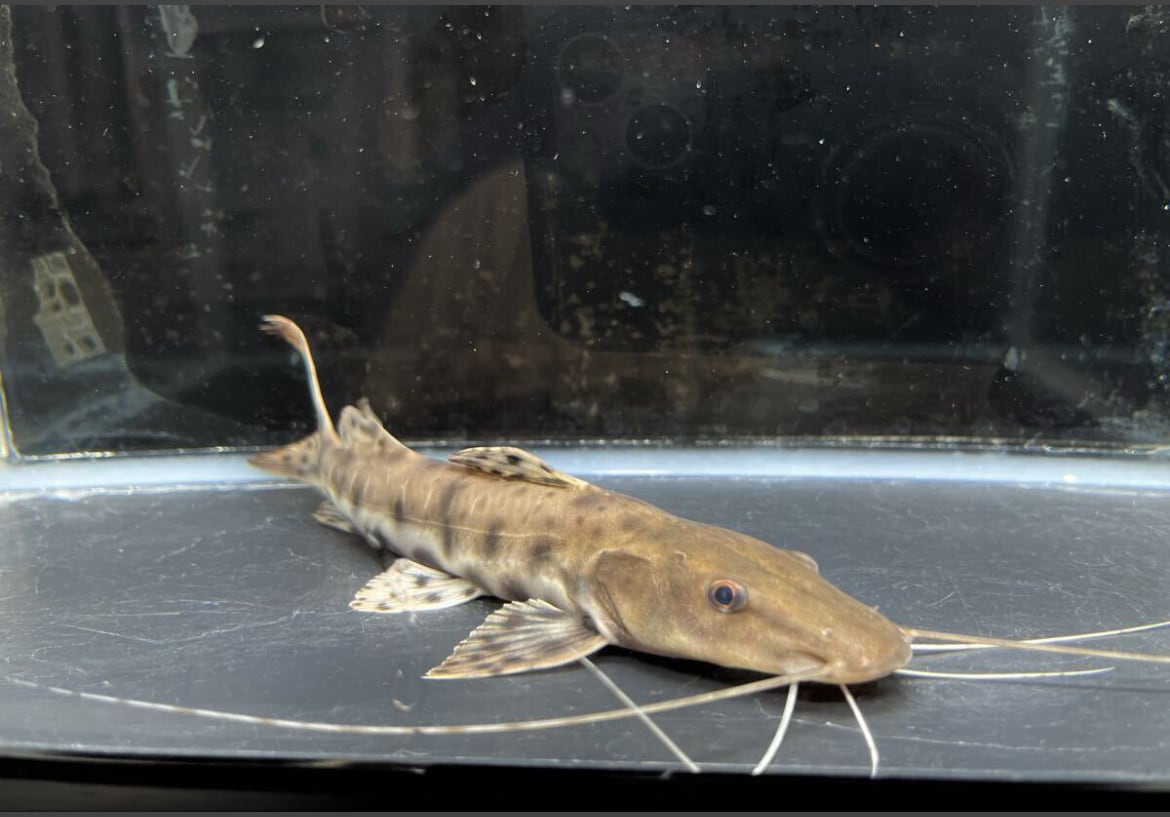 水槽の主役に!幻の ジャウーピンタード(Jau Pintado)入荷!大型ナマズファン必見!健康・絶好調!即決歓迎 17cm前後