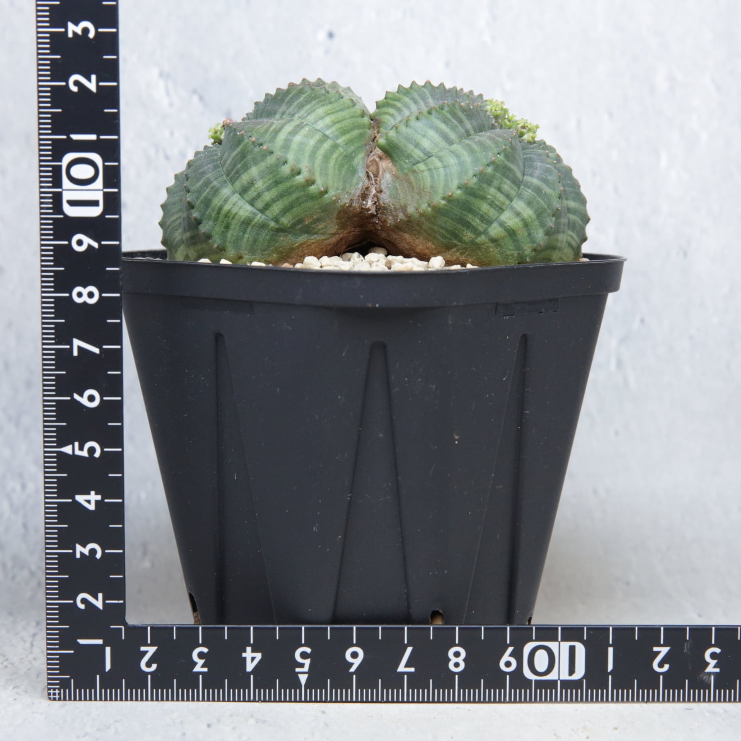 メス株 大株 約9cm ダブルヘッド オベサ / 良形株 木質化
