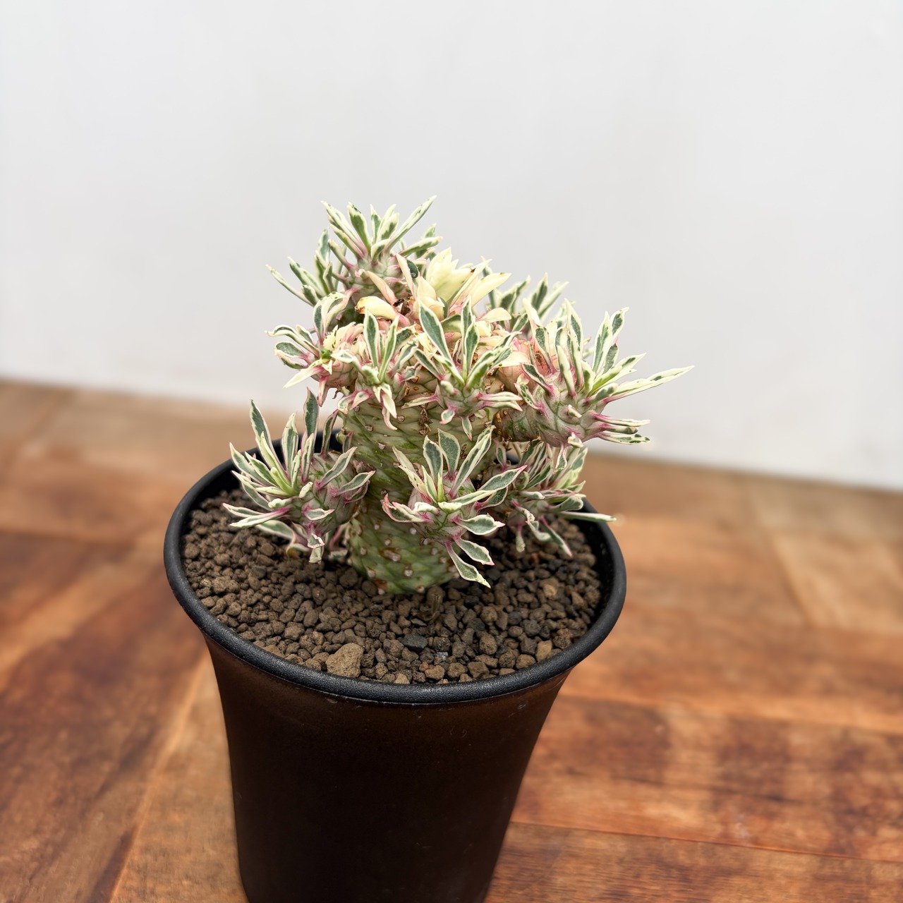 Euphorbia ‘Sotetsukirin’ variegata【ユーフォルビア・蘇鉄麒麟錦】
