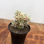 Euphorbia ‘Sotetsukirin’ variegata【ユーフォルビア・蘇鉄麒麟錦】