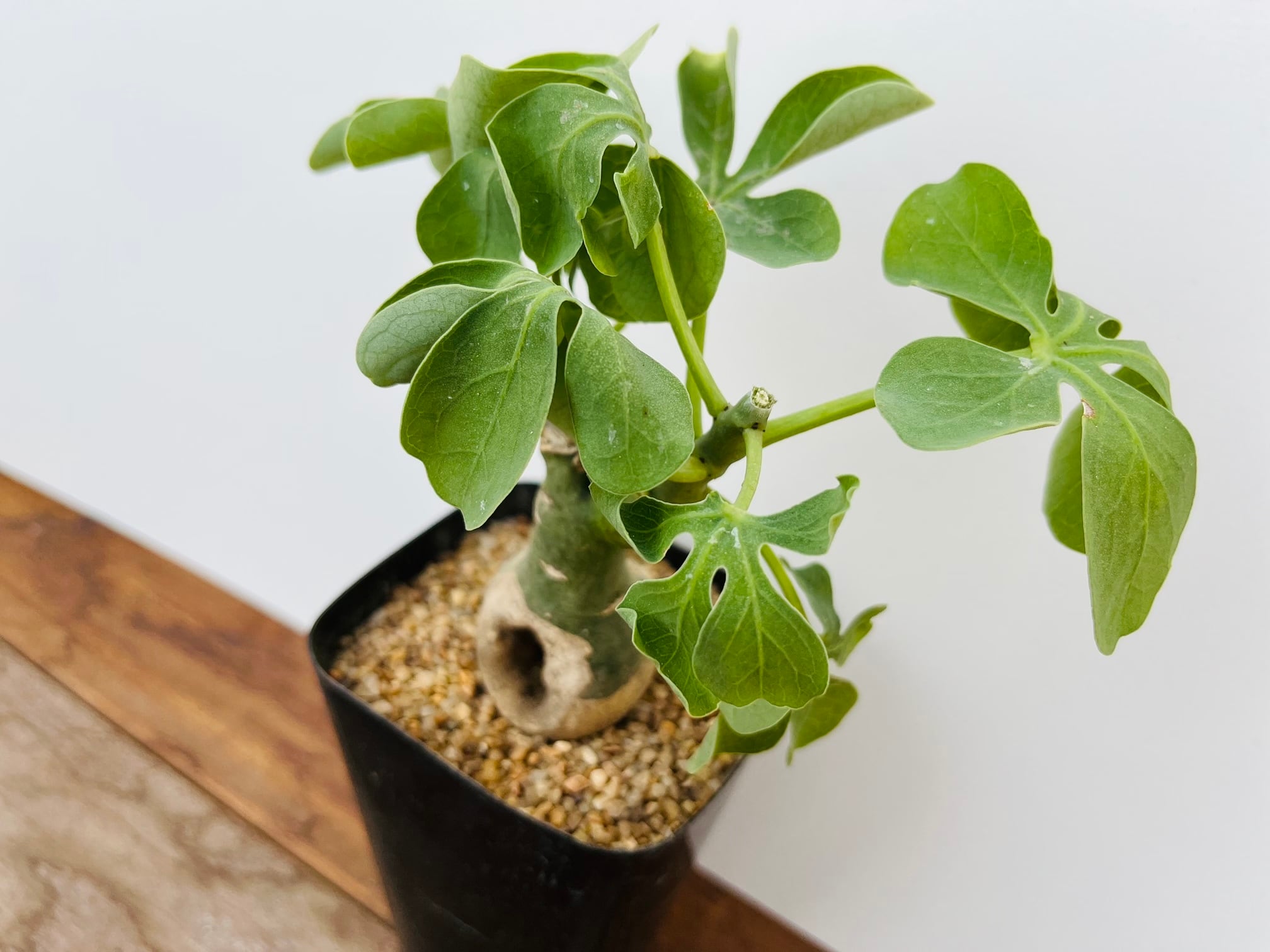 Adenia glauca アデニア グラウカ 多肉植物 塊根植物 | plants MARU