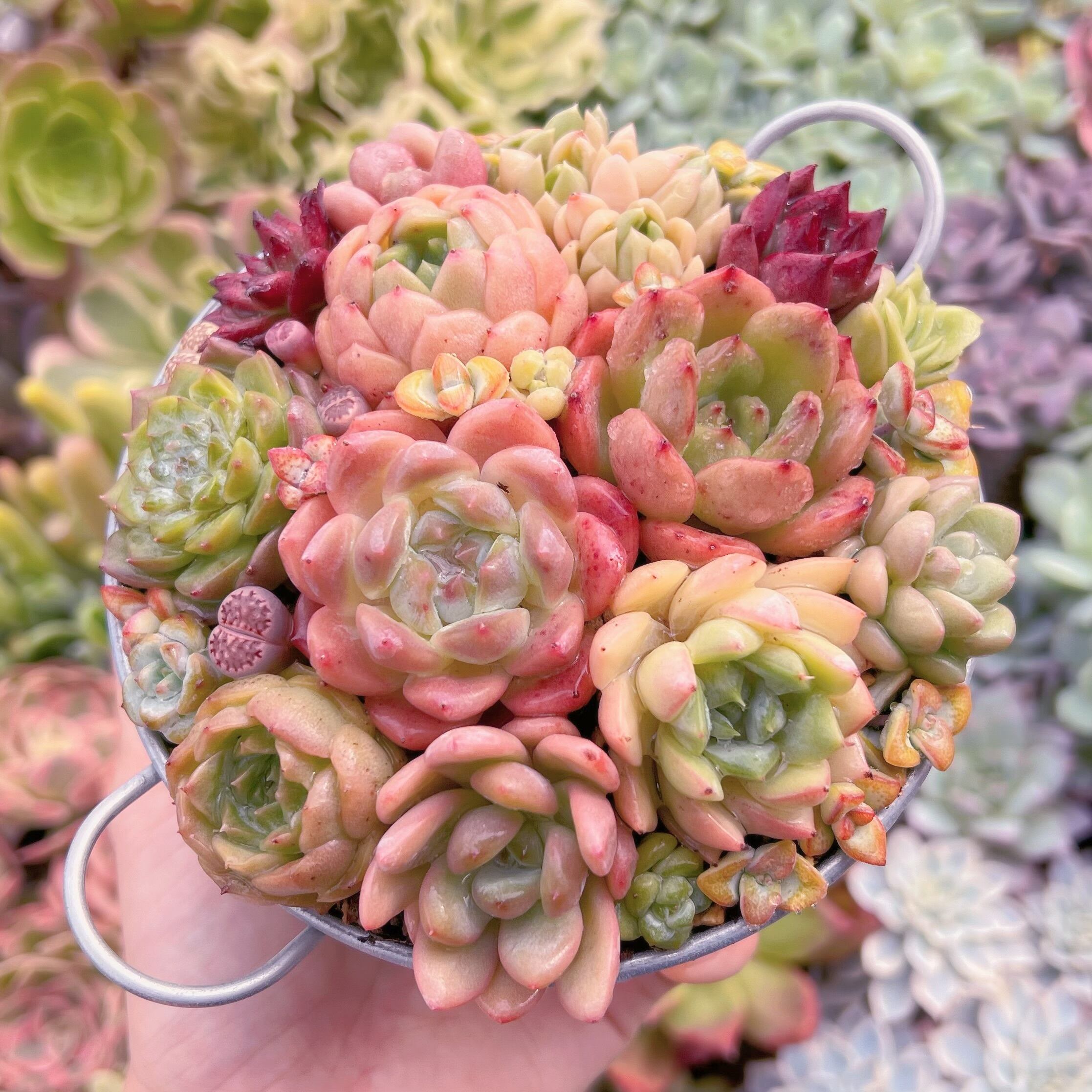 現物　寄せ植え鍋セット#651   るる農園