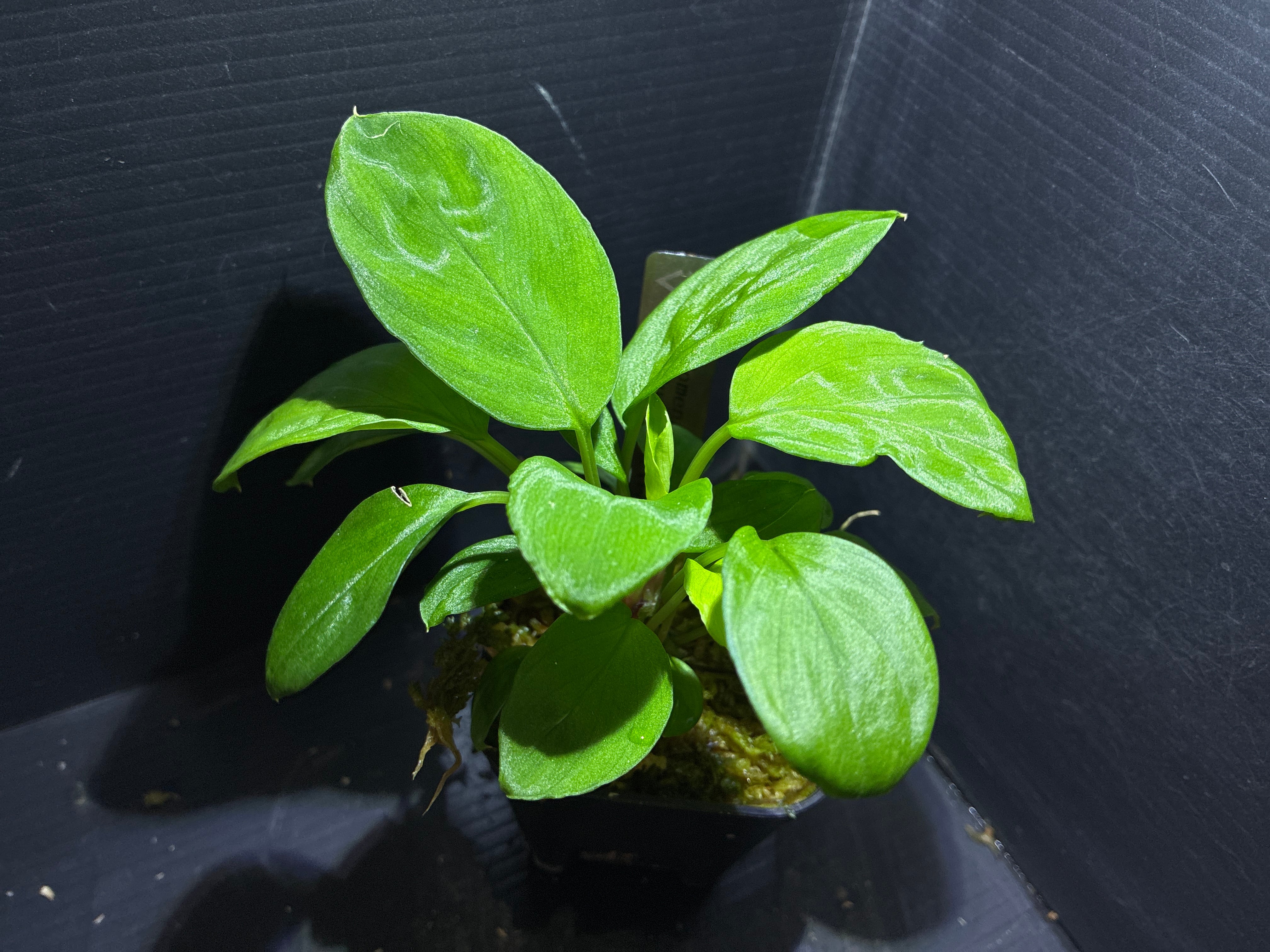 その他観葉植物 homalomena sp. Mamasa Sulawesi Barat Homalomena sp. Mamasa 