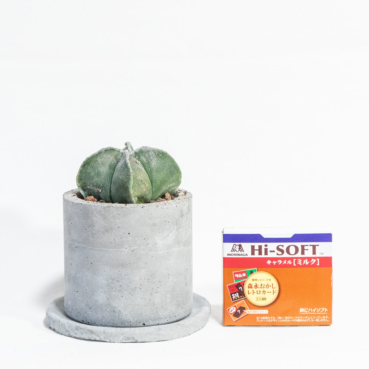 碧瑠璃ランポー玉 アストロフィツム サボテン 幾何学美を楽しむ観葉植物|一つひとつ表情が異なる一点物ハンドメイドモルタル鉢セット【虫発生防止】