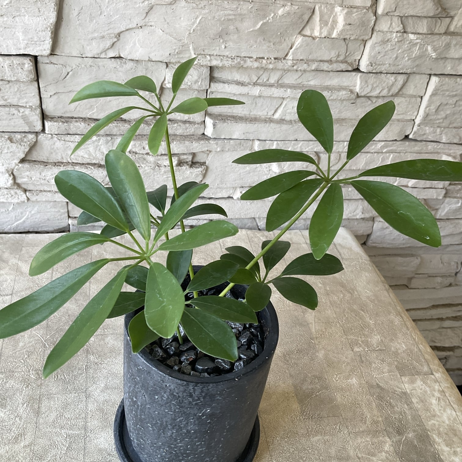 観葉植物】シェフレラ 陶器鉢植え | 橋本種苗園