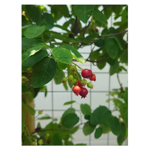 Juneberry