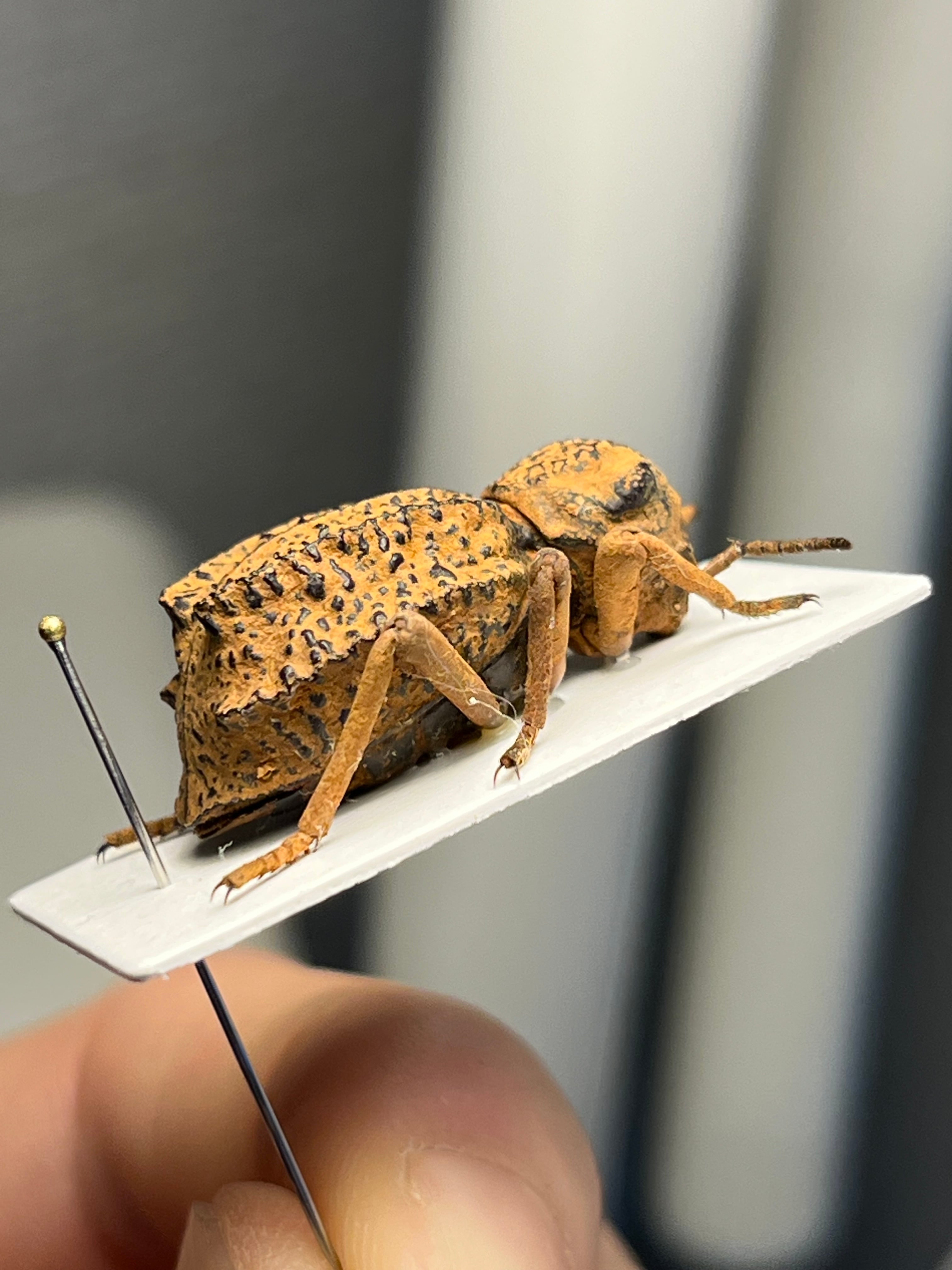土遁土流壁を使ってきそうなケニアのゴミムシダマシ 標本 キリアツメ
