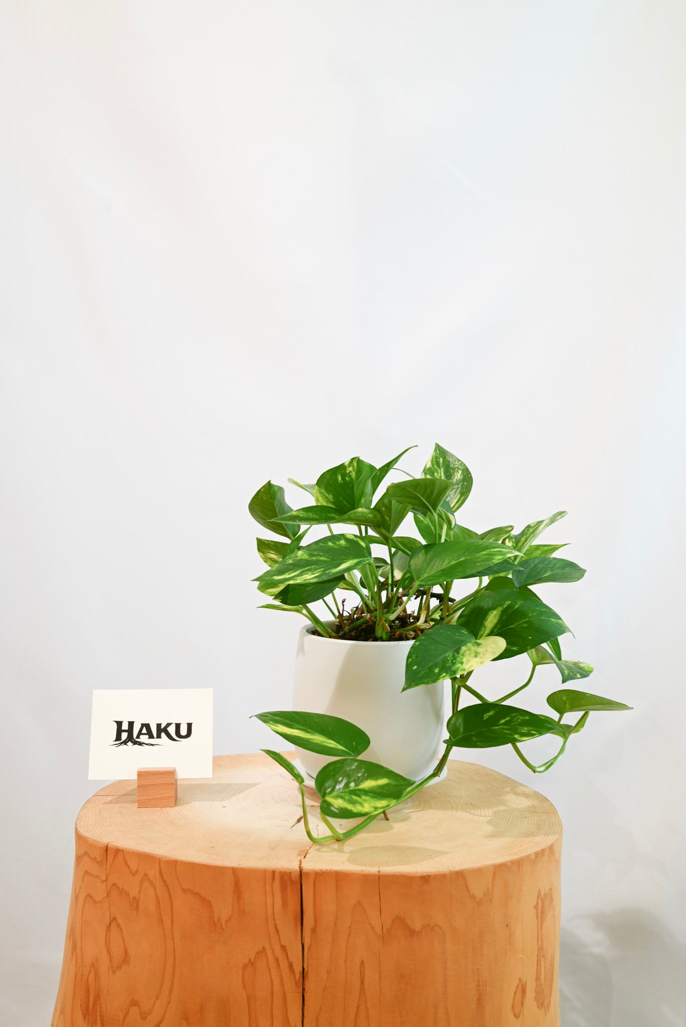 ポトス | HAKU