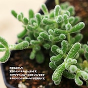 抜き苗 ドロサンテマム スキルパッド Drosanthemum 'Skilpad'