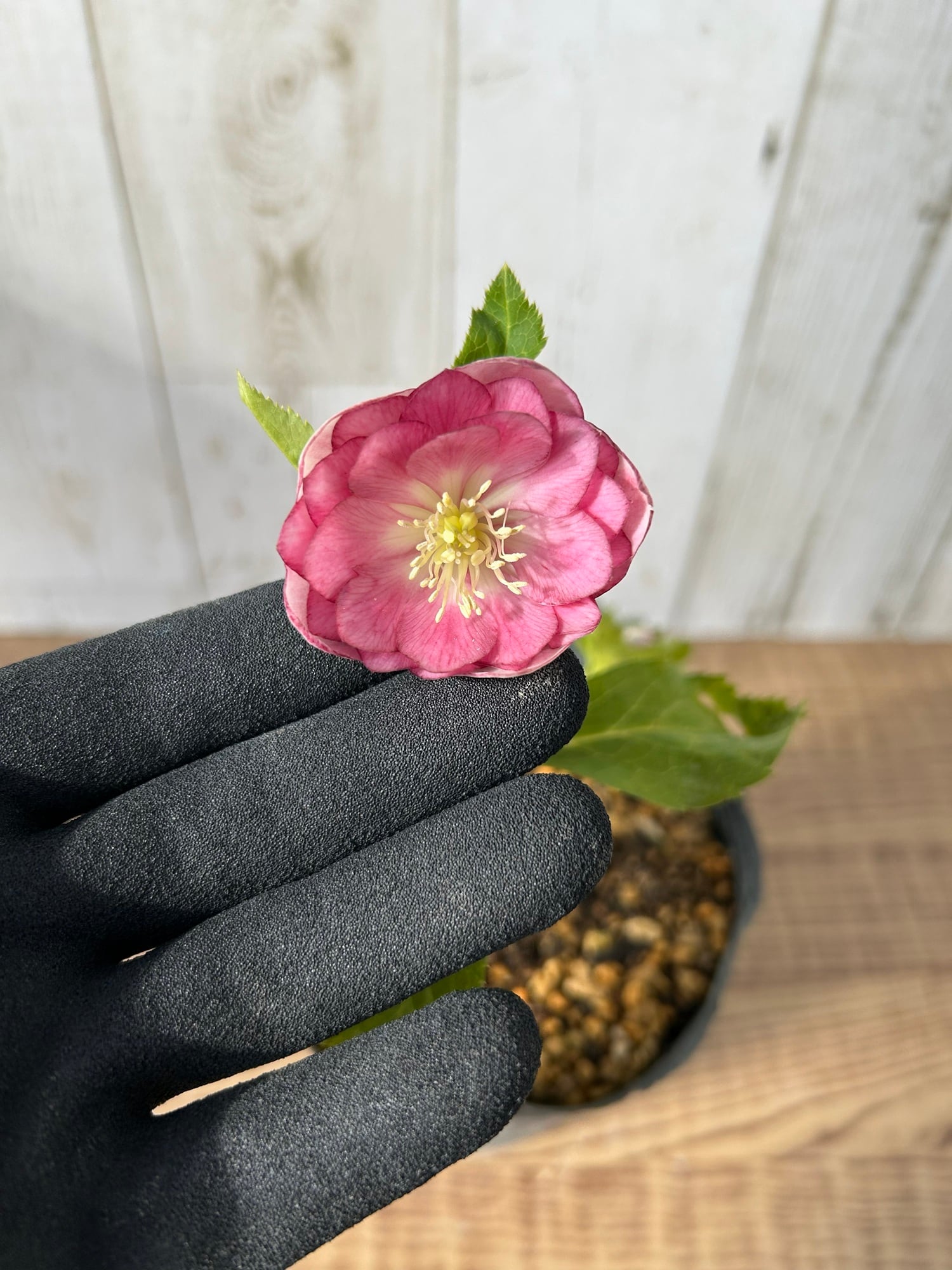 ≪EC≫クリスマスローズ（加藤農園）ディオーネ CR-KT039 [サイズ: 4.5