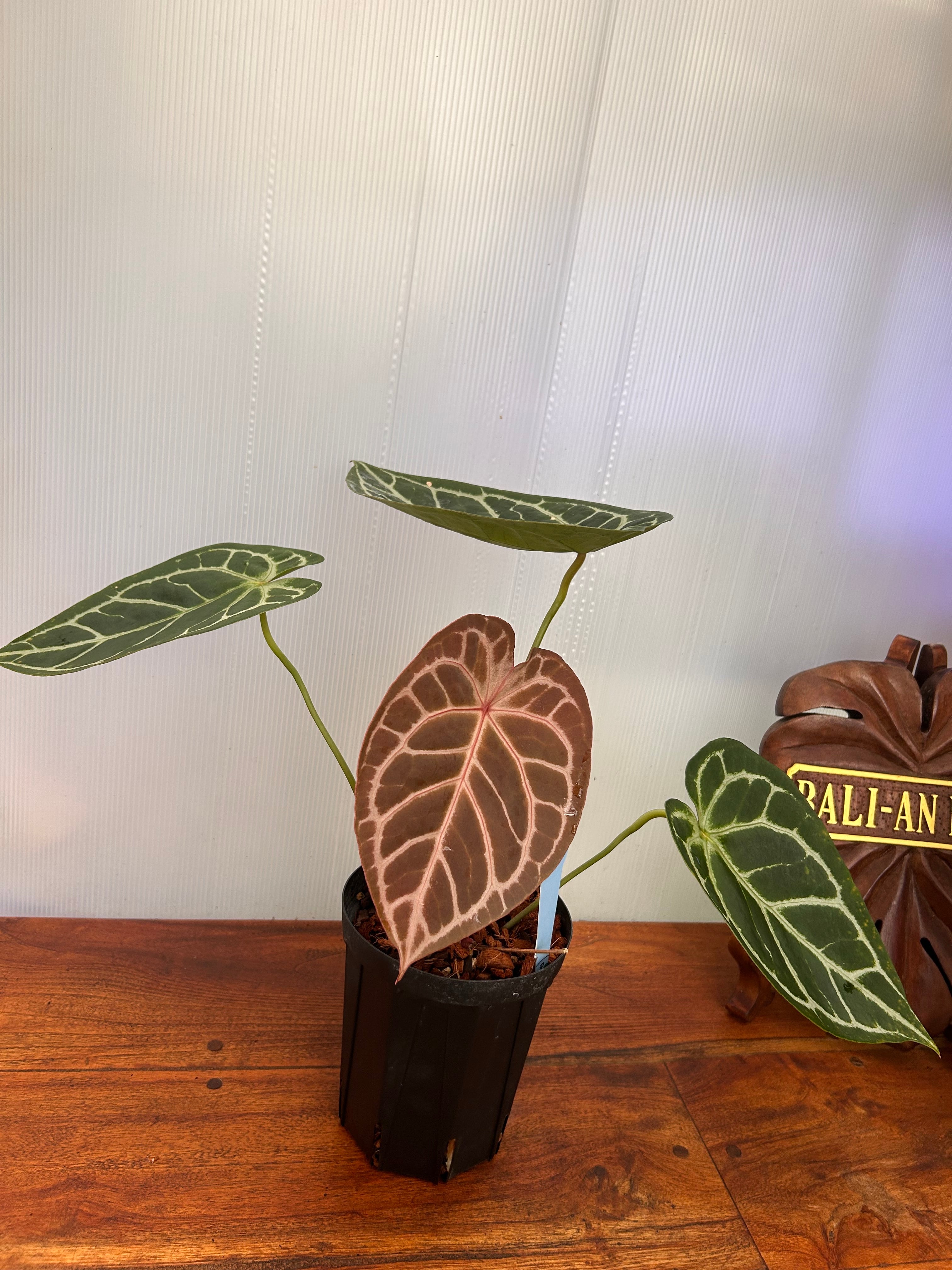 【HS】アンスリウム　BWxBW Anthurium | BALI-AN 園芸